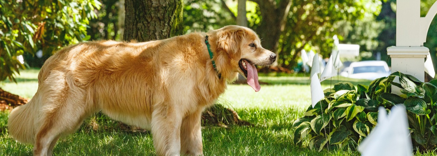 DogWatch of New Mexico, Santa Fe, New Mexico | Outdoor Hidden Dog Fences Slider Image